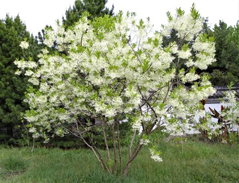 flowering trees pa|native flowering trees pennsylvania.